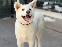3,5 aylık karma aşıları bitmiş beyaz akita inu