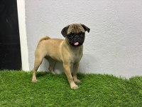 Irk Garantili Pug Yavrum