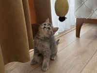 Blue golden bebeğim yeni yuvasını arıyor