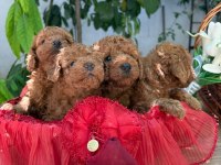 Yeni yuvası için hazır kore kan poodle bebekler