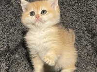 Anne Baba Şecereli Safkan Golden NY12 British Shorthair