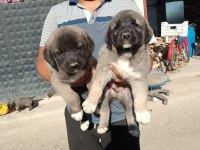 A kalite kangal beslemek isteyenler buyursun