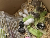 Hamster Ataşehir