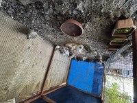 Etlik Bıldırcın ve kuluçkalık döllü yumurta