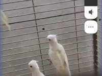 Albino kırmızı göz yavru 3 adet sultan