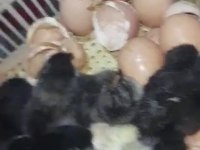Köy kel paçalı gugulu civcivleri