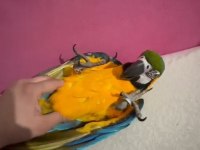 Özel macaw isteyen buyursun tam bir resimlik