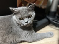 Birbirine Alışkın İki Safkan Dost British Shorthair