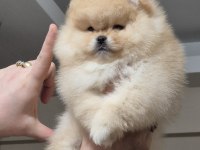 Üst kalite DİŞİ orijinal ırk AYI SURAT Pomeranian BOO