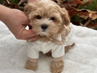 Maltipoo yavrular