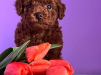 Teacup kore poodle yavruları