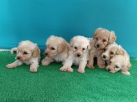 Dişi ve erkek maltipoo köpekler