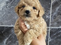 Orjinal Maltipoo Yavrular