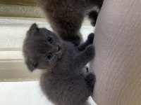 Uygun mama parasına scottish fold