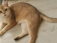 British Shorthair Golden Dişiler