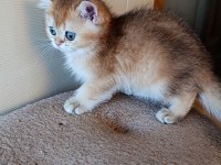 Kız güzeli bir erkek british shorthair