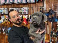 A şecereli blue cane corso Italiano