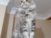 Yetişkin Üretim Şecereli Dişi Maine Coon