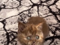 KARAMEL BRİTİSH SHORTHAİR DİŞİ
