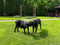 anatomi harikası cane corso bebeklerim