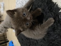 Kahve erkek british longhair