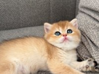BRİTİSH SHORTHAİR GOLDEN BEBEKLER