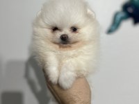 Pomeranian boo akıllı köpeğimiz