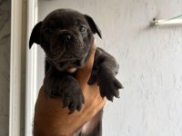 French bulldog yavrularımız