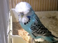 Show Jumbo Çift Muhabbet Kuşu