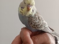 Dişi Şov Muhabbet Kuşu Yavrum