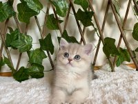 AY11 Erkek Ayı Kafa British Shorthair