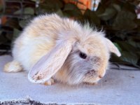 ORJINAL HOLLANDA TEDDY LOP TAVŞANLAR