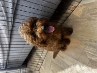 Red browen toy Poodle erkek 6 aylık