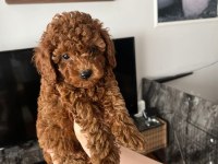 KORE YAVRUSU A KALİTE TEACUP RED BROWN TOY POODLE YAVRULAR