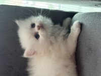 British Longhair Yavrular