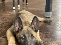 Malinois yavru köpekler