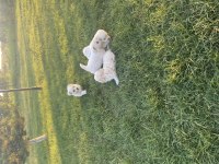 19.06.2023 tarihli terrier yavrular