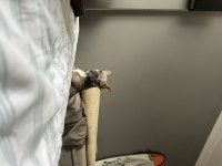 Anatomi ve renk harikası dişi French Bulldoglar