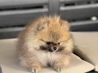 POMERANİAN BOO BEBEKELER