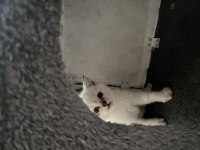 BRİTİSH SHORTHAİR LYNX POİNT ERKEK