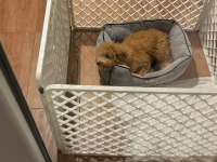 6 Aylık Poodle Yavrum