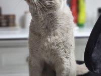 Oğlişimime yuva arıyorum british longhair