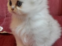 Sahibinden british longhair
