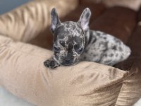 Erkek 7 aylık merle tan french bulldog