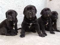 Çipli ve şecereli cane corso yavrularımız
