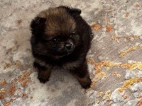 55 günlük dişi pomeranian boo bebek