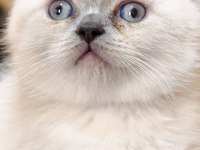 Blue point british shorthair