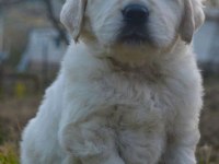 Golden Retriever Yavrular İçin Ulaşabilirsiniz