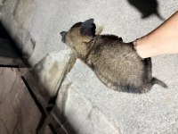 Safkan 2 aylık malinois yavrular