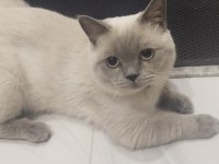 1 Dişi ve 1 erkek British Shorthair